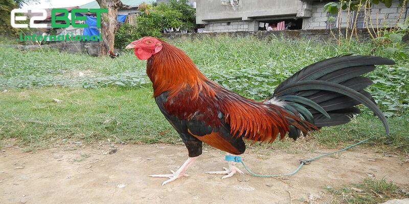 Lựa chọn các giống gà đá cựa sắt tốt đem lại những lợi thế chiến thuật