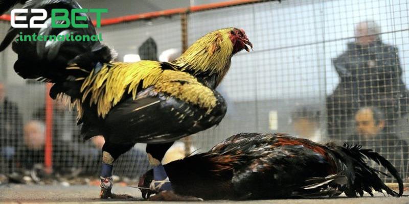 Giống Gà Đá Cựa Sắt: Tìm Hiểu Đặc Điểm Nổi Bật Của Từng Giống Gà