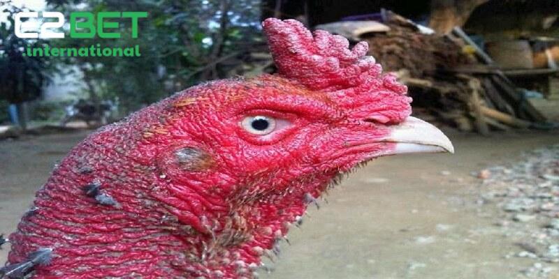 Mắt gà chọi lì luôn là một trong những yếu tố quan trọng