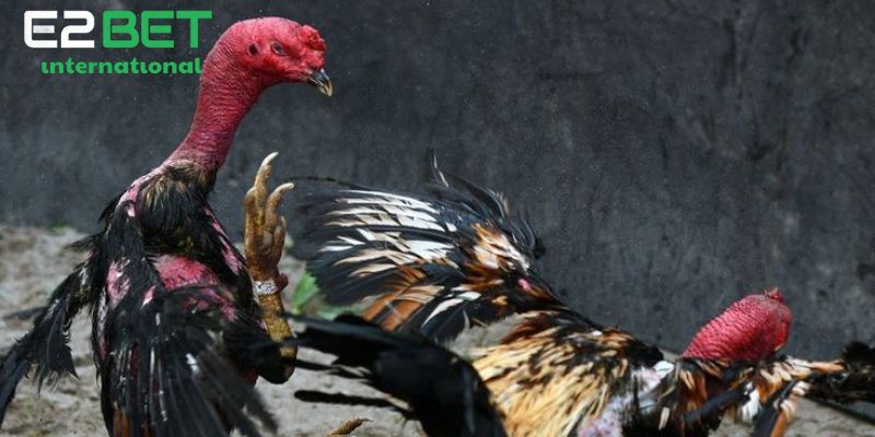 Sơ lược về các thuật ngữ đá gà thomo Thabet77