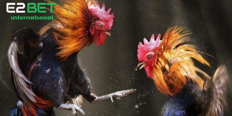 Giới thiệu một số thuật ngữ đá gà Thomo Thabet77